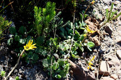 Arctotis rotundifolia