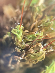 Encalypta rhaptocarpa