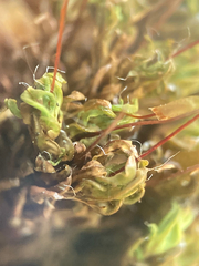 Encalypta rhaptocarpa