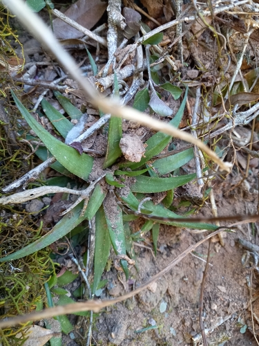 Image of Haworthia angustifolia by (c) Christiaan Viljoen, some rights reserved (CC BY)