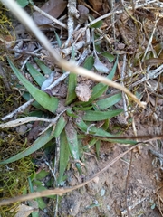 Haworthia angustifolia