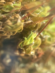 Encalypta rhaptocarpa