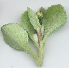 Arctotis rotundifolia