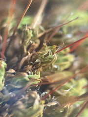 Encalypta rhaptocarpa