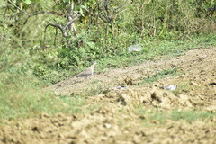 Streptopelia senegalensis
