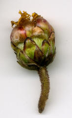 Arctotis rotundifolia