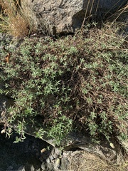 Silene uniflora uniflora