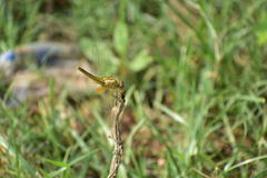 Crocothemis servilia