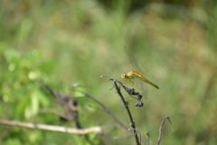 Crocothemis servilia
