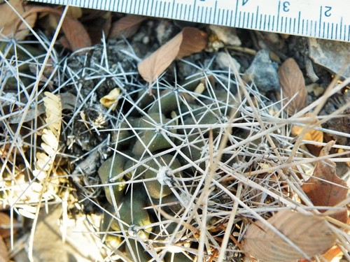 Thelocactus conothelos