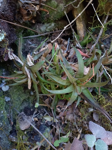 Haworthia angustifolia