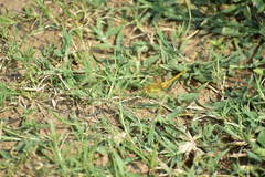 Crocothemis servilia