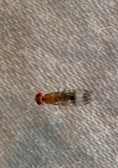 Chymomyza amoena