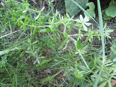 Galium rivale