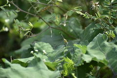 Diplacodes trivialis