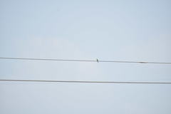 Merops orientalis