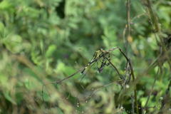 Orthetrum sabina