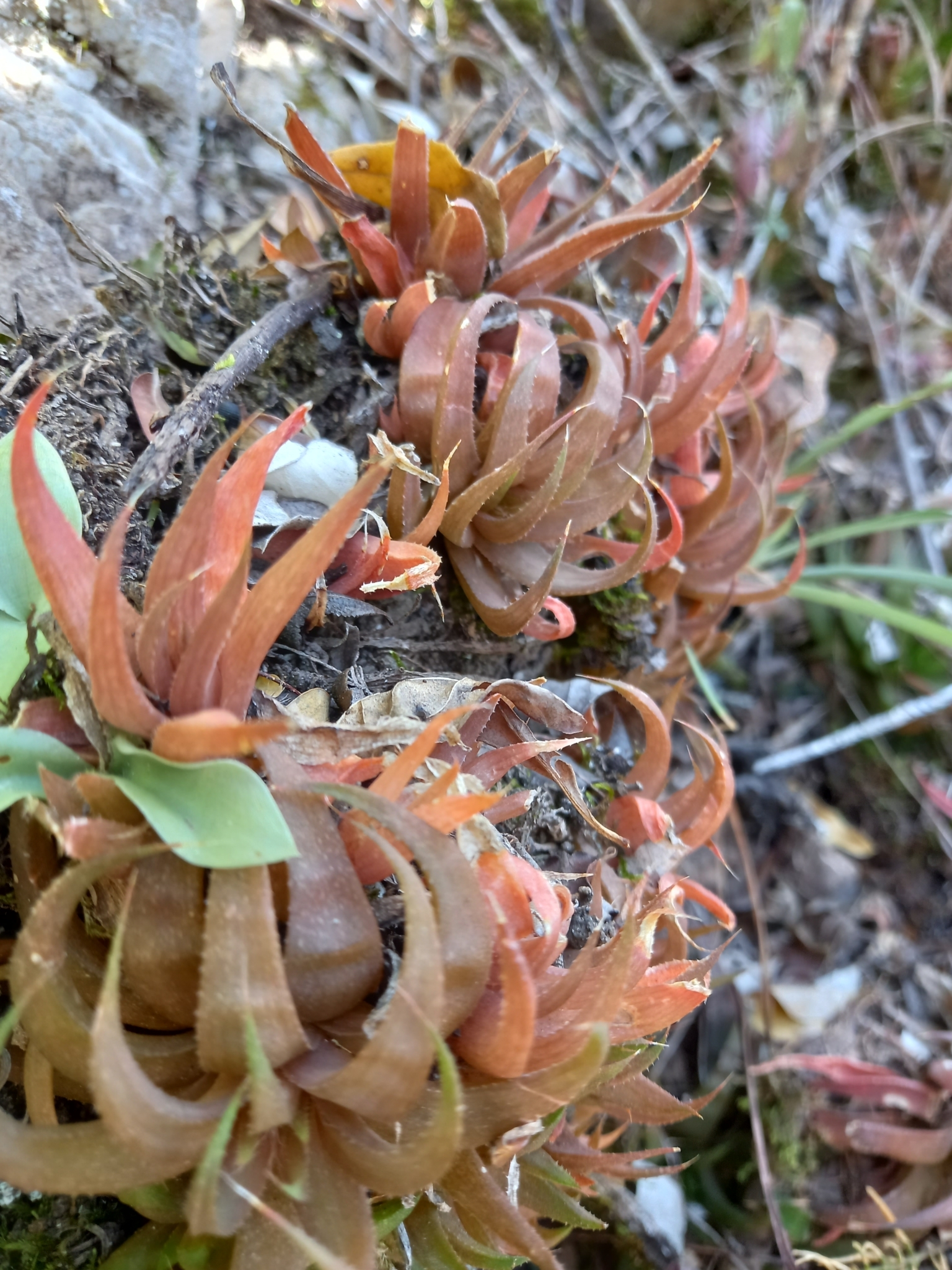 Haworthia Angustifolia (Haworthia angustifolia)