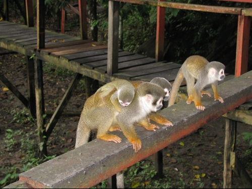 Humboldt’s Squirrel Monkey