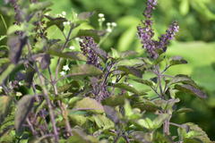 Ocimum tenuiflorum