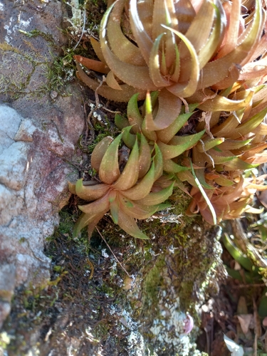 Haworthia angustifolia