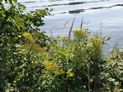 Senecio sarracenicus