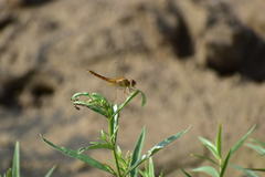 Crocothemis servilia