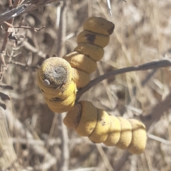 Prosopis strombulifera