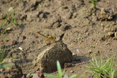 Crocothemis servilia