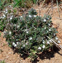 Dyschoriste setigera