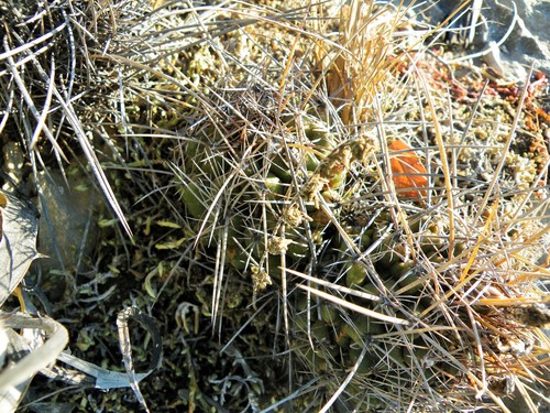 Thelocactus conothelos