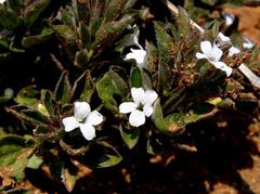 Dyschoriste setigera