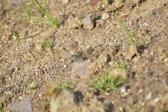 Diplacodes trivialis