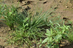 Poaceae