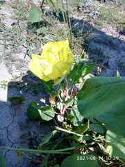 Oenothera longissima