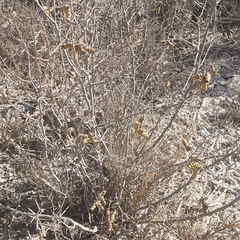 Prosopis strombulifera