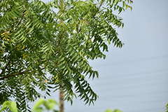 Azadirachta indica