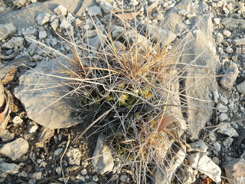 Thelocactus conothelos