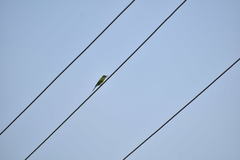 Merops orientalis