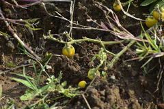 Angiospermae