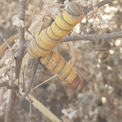 Prosopis strombulifera