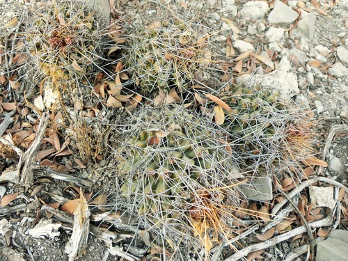 Thelocactus conothelos