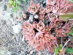 Haworthia cymbiformis