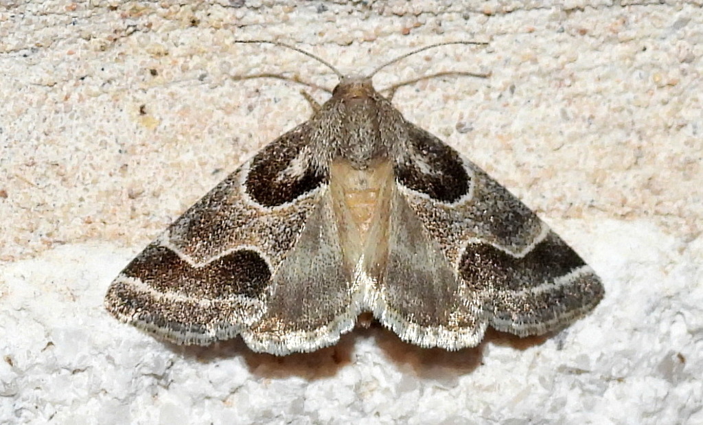 Ragweed Flower Moth