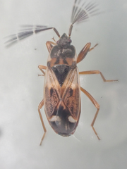 Eremocoris borealis