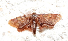 Idaea furciferata