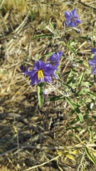 Solanum elaeagnifolium