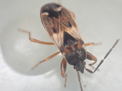 Eremocoris borealis