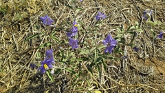 Solanum elaeagnifolium