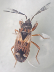 Eremocoris borealis